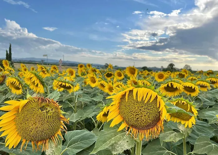 Viva House * Montaione