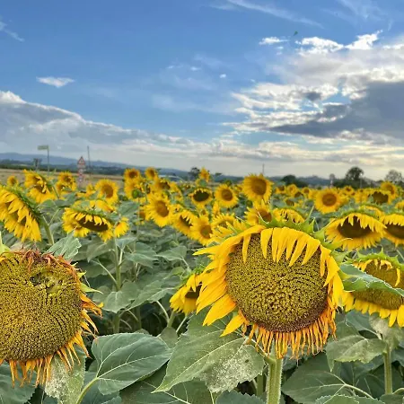 Viva House * Montaione